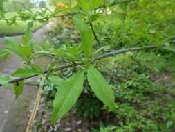 Image of possumhaw