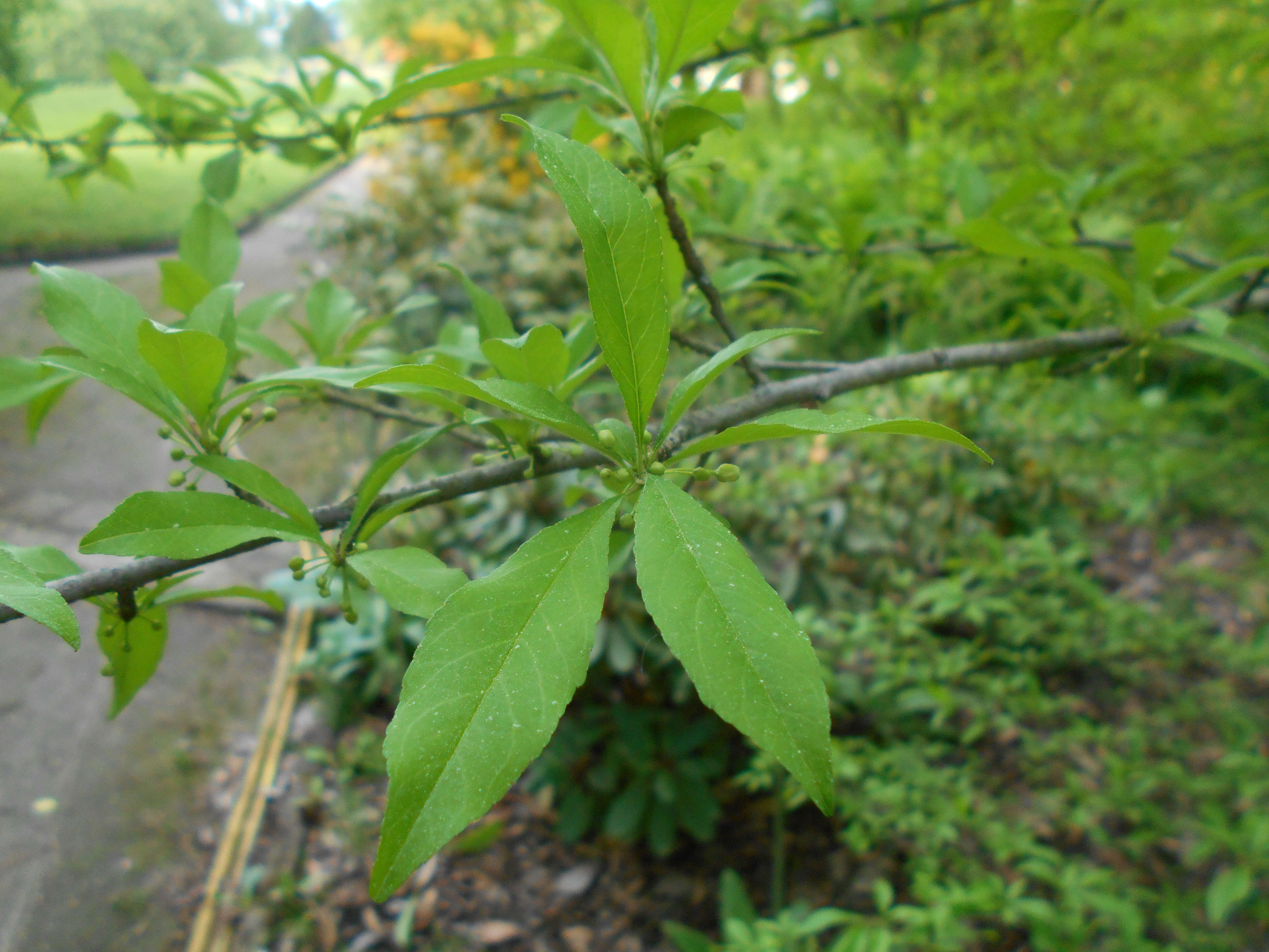 Image of possumhaw