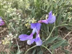 Image of bush vetchling