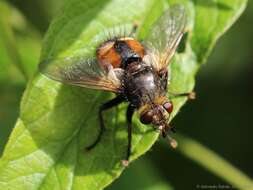 Image of Tachina fera (Linnaeus 1761)