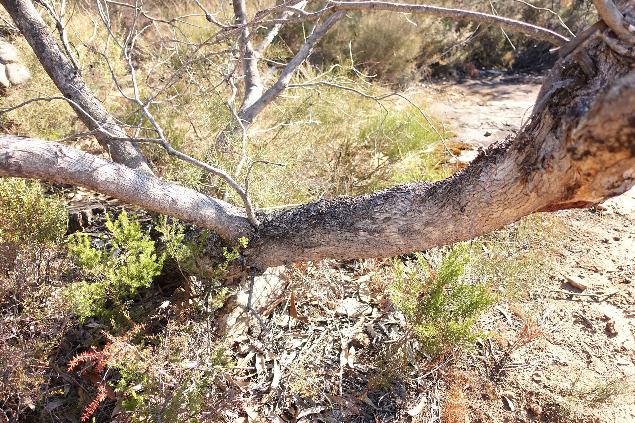 Image of Eucalyptus goniocalyx subsp. goniocalyx