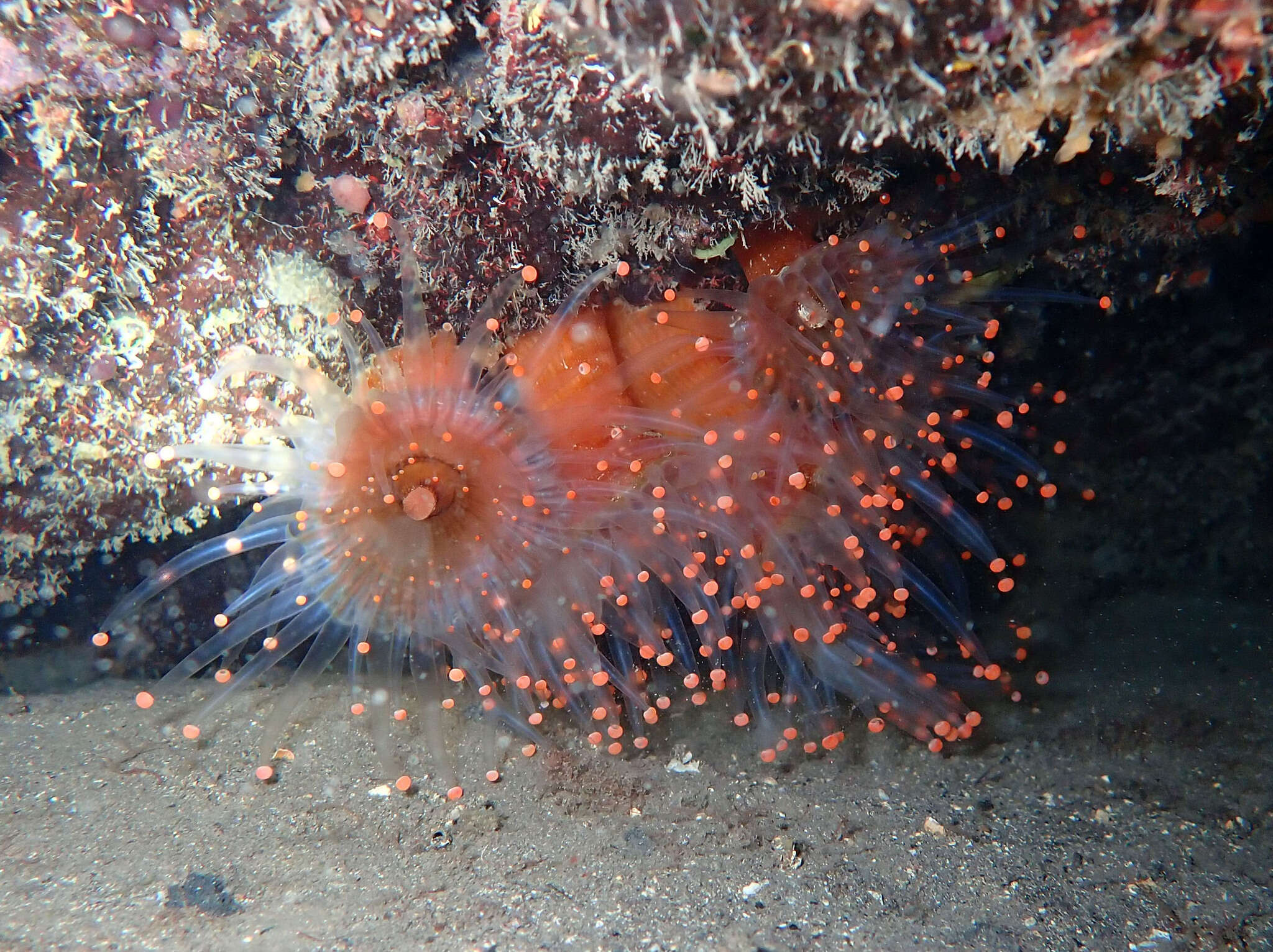 Sivun Pseudocorynactis caribbeorum Den Hartog 1980 kuva