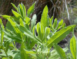 Image of Strong-smelling Inula