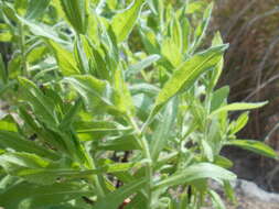 Image of Strong-smelling Inula