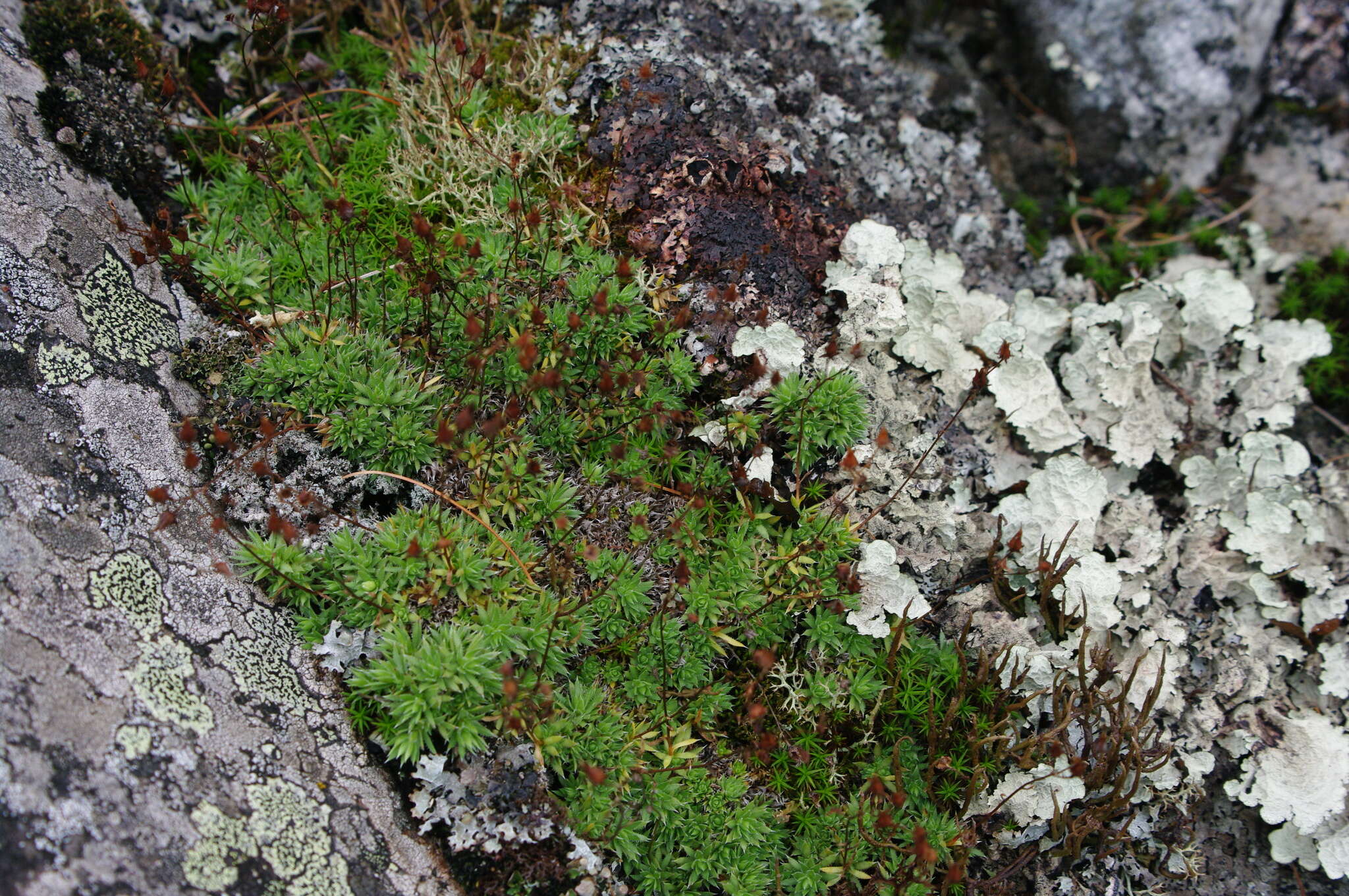 Image de Saxifraga bronchialis subsp. stelleriana (Merk ex Ser.) Malysch.