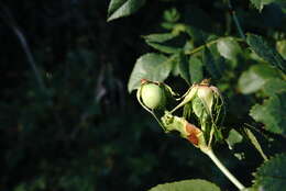 Image of Rosa andegavensis Bast.