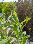 Image of Strong-smelling Inula