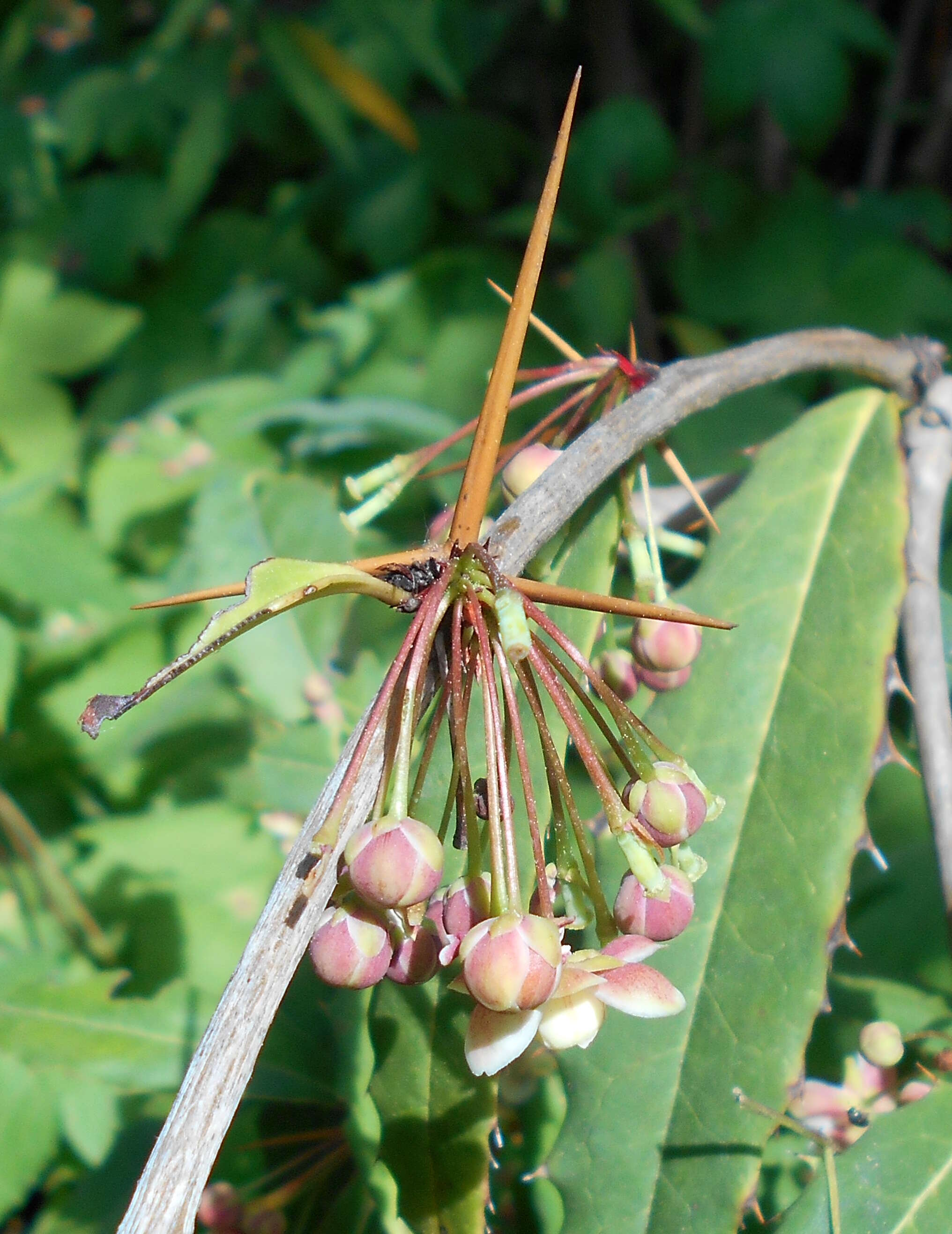 Image of Berberis veitchii C. K. Schneid.