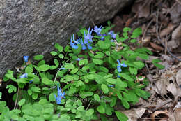 Image of Corydalis caudata (Lam.) Pers.