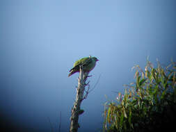 صورة Treron calvus delalandii (Bonaparte 1854)