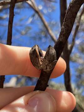 Image de Hakea erecta B. Lamont