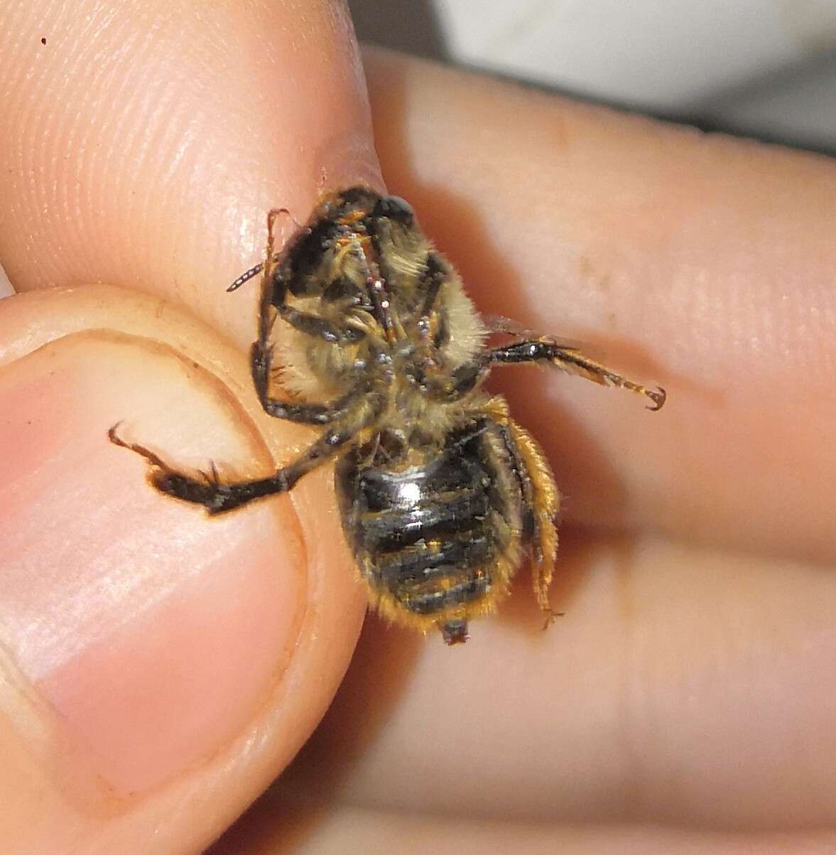 Image of Anthophora furcata (Panzer 1798)