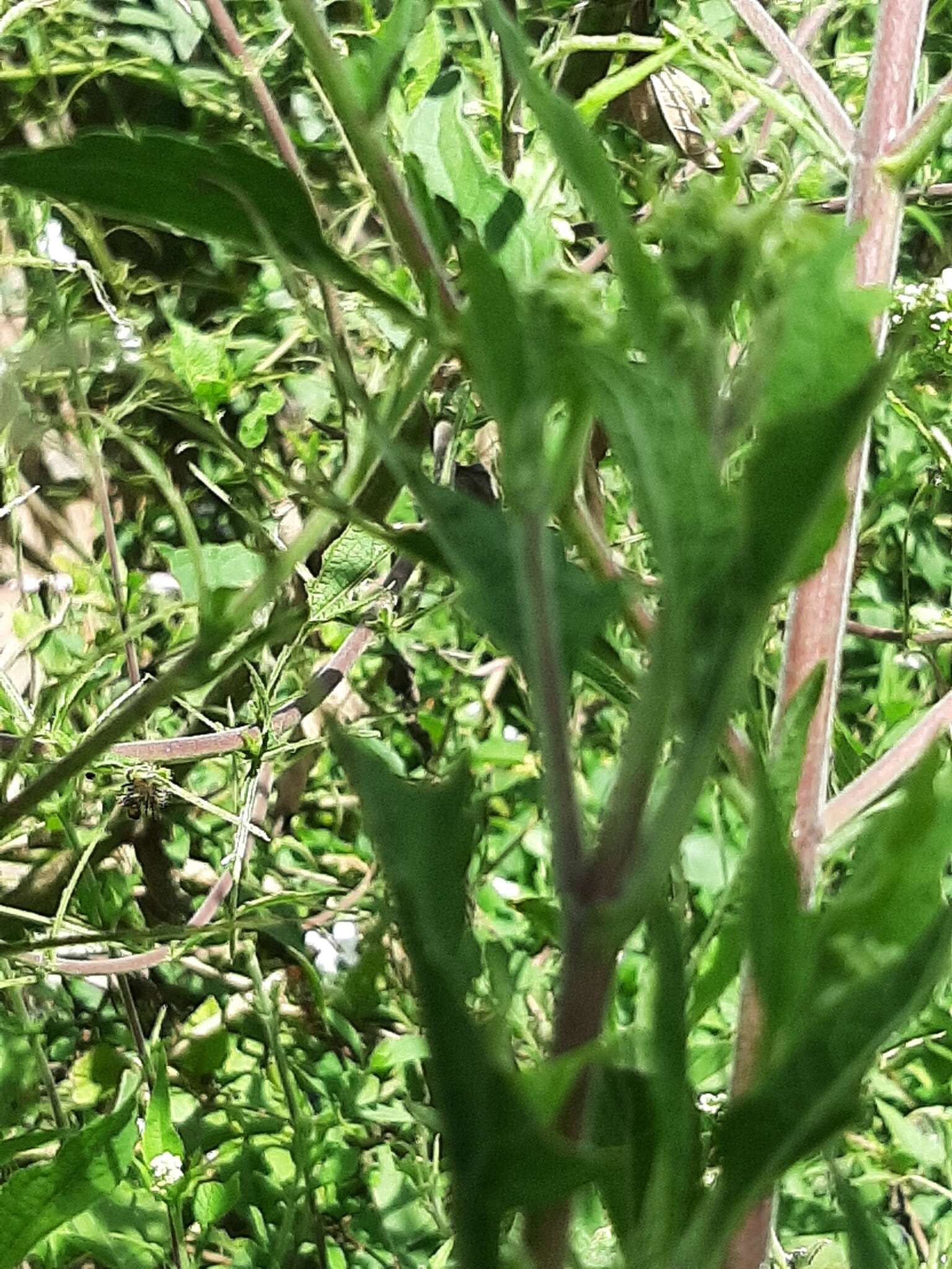 Image of Austroeupatorium inulifolium (Kunth) R. King & H. Rob.