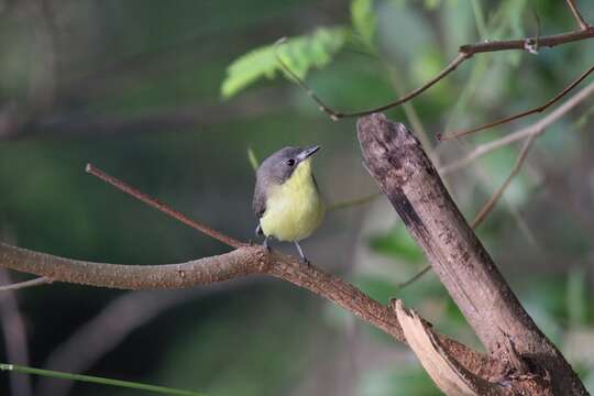 Image of Golden-bellied Gerygone