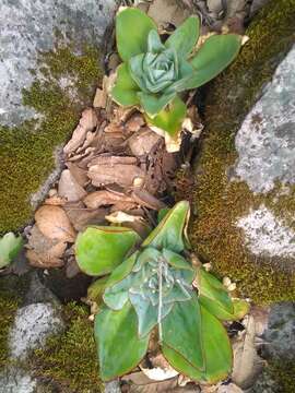 Image of Echeveria subrigida (Robins. & Seaton) Rose ex Britton & Rose