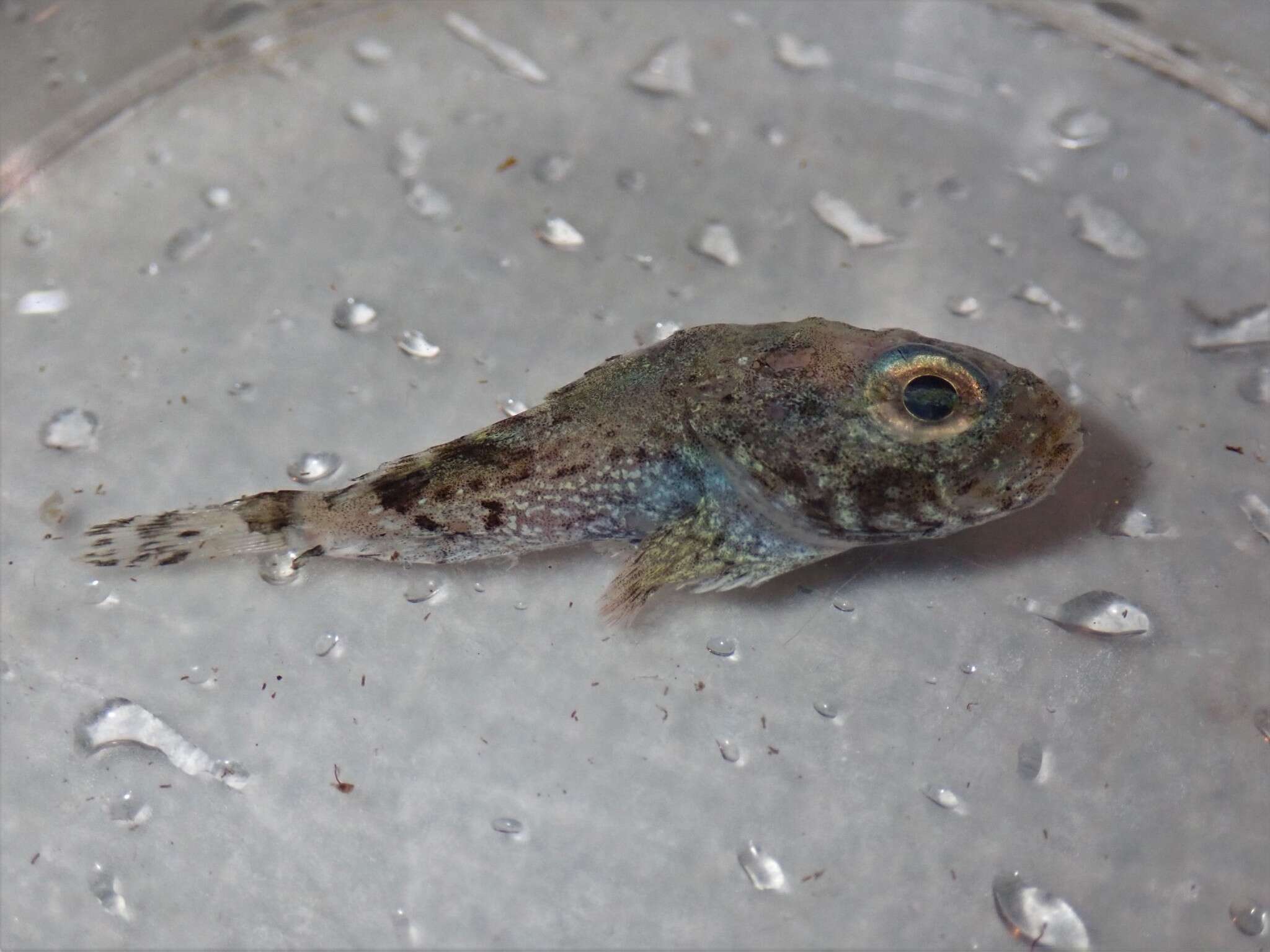 Image of Bartail sculpin