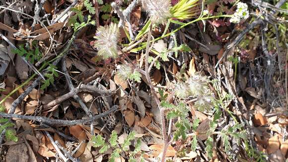 Image of hiddenflower phacelia