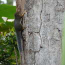 Image of Svynnerton's Bush Squirrel