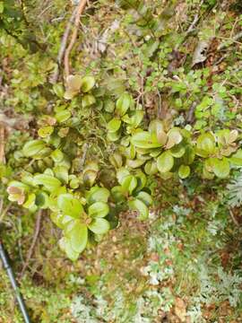 Image of Pseudowintera traversii (J. Buch.) Dandy