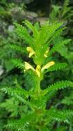 Imagem de Pedicularis rex C. B. Clarke ex Maxim.