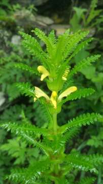 Imagem de Pedicularis rex C. B. Clarke ex Maxim.