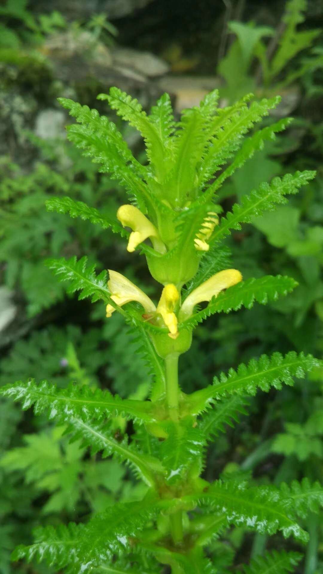 Image of Pedicularis rex C. B. Clarke ex Maxim.