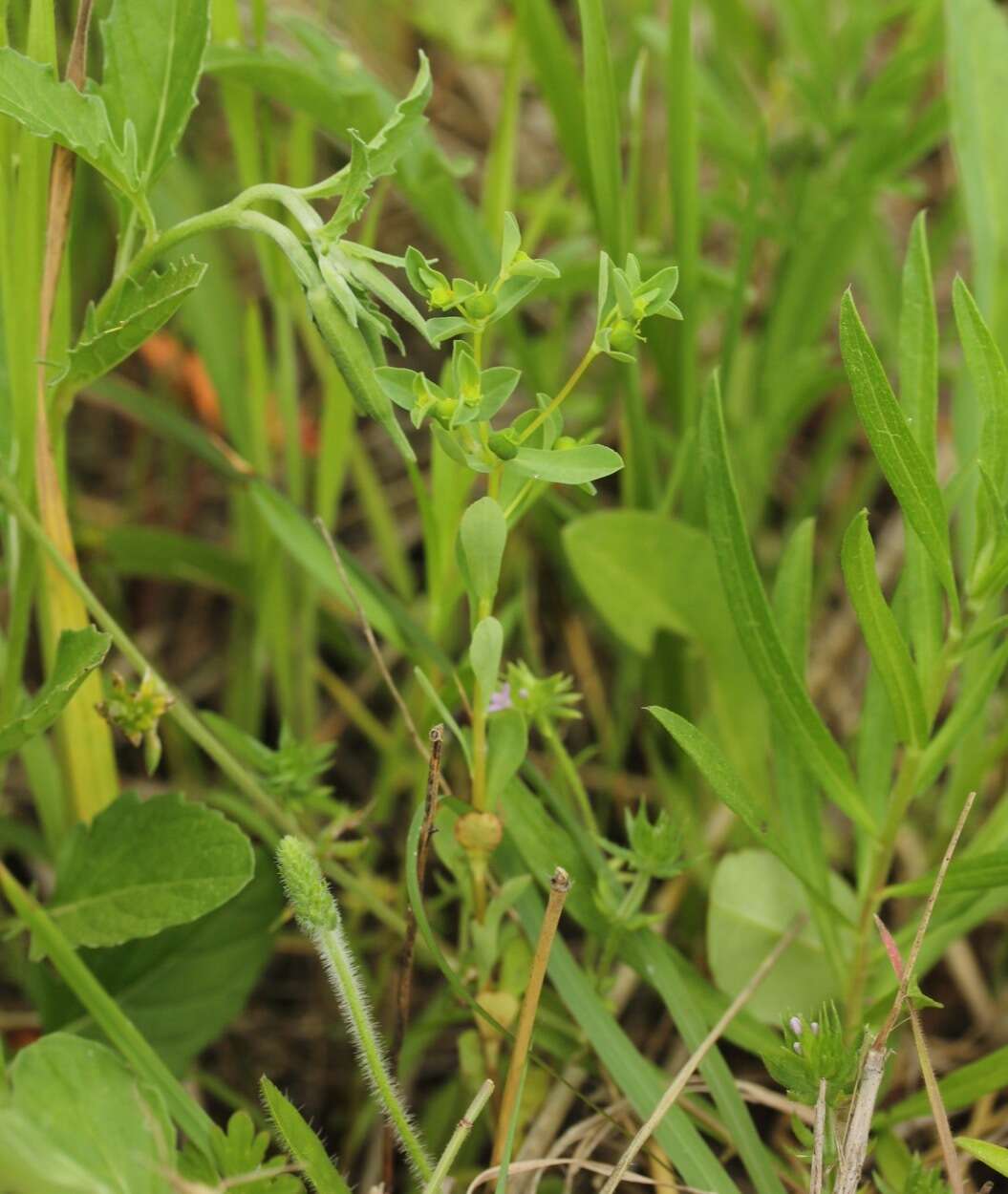 Image of Texas spurge