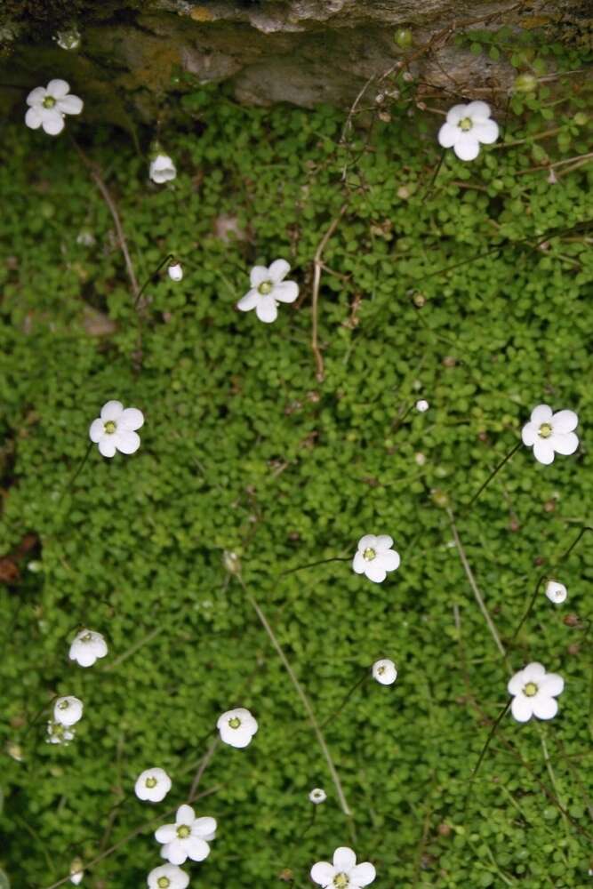 Image de Arenaria balearica L.