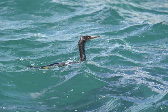 Image of Phalacrocorax punctatus oliveri Mathews 1930