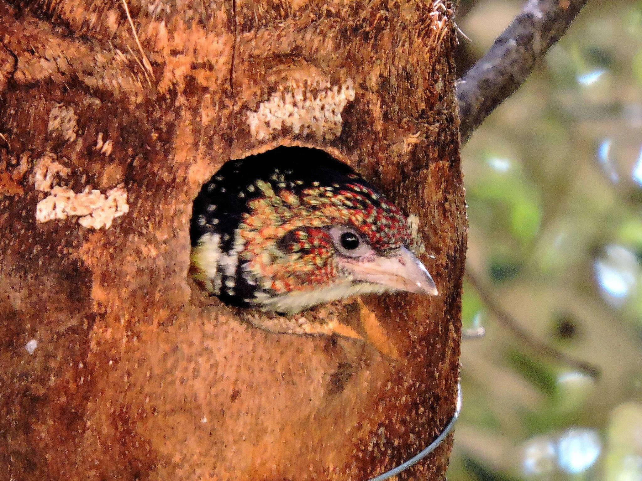 Image of Lesser Honeyguide