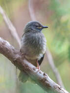 Arizelocichla fusciceps (Shelley 1893) resmi