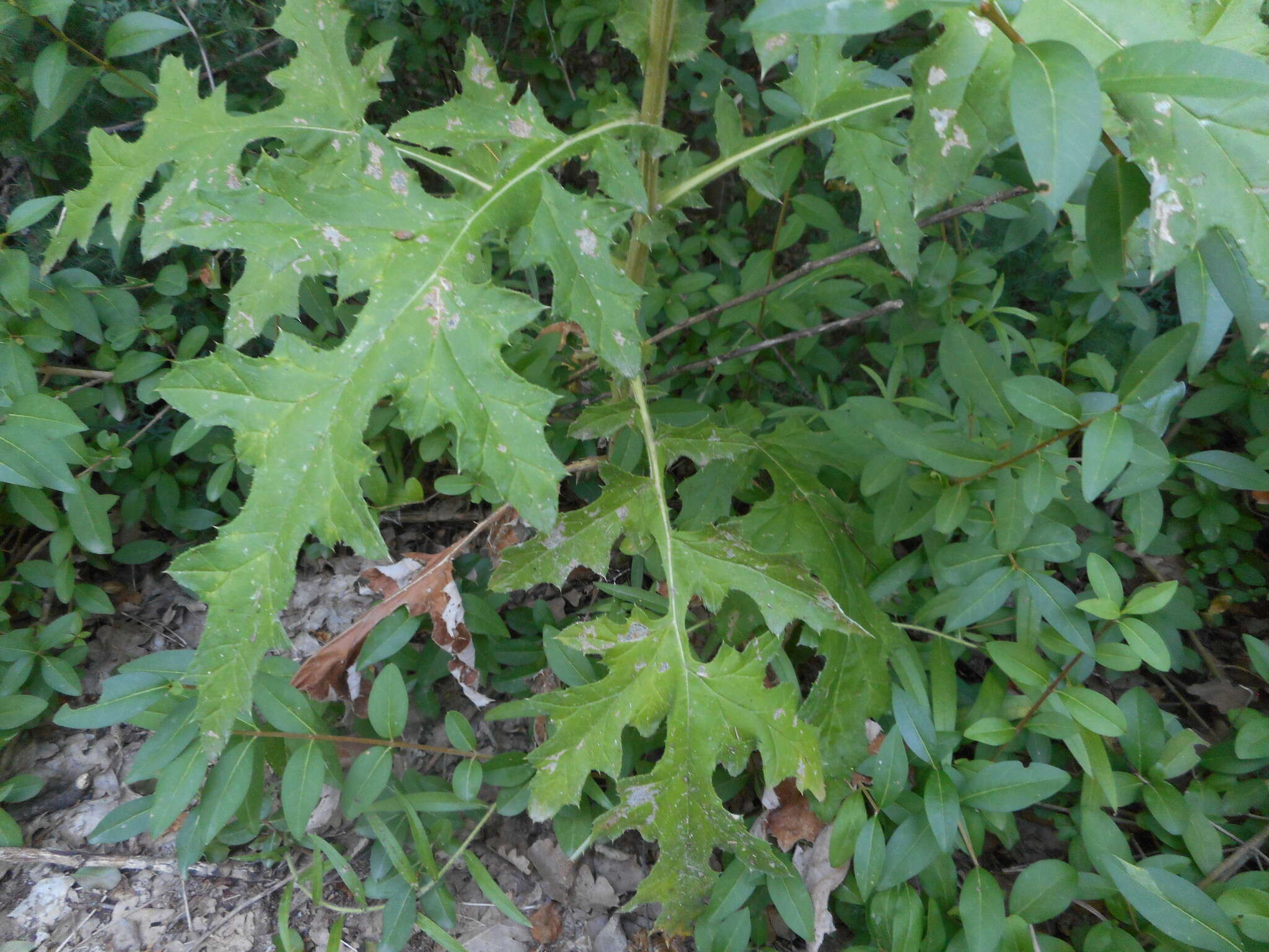 Image of Chapman's HOney Plant