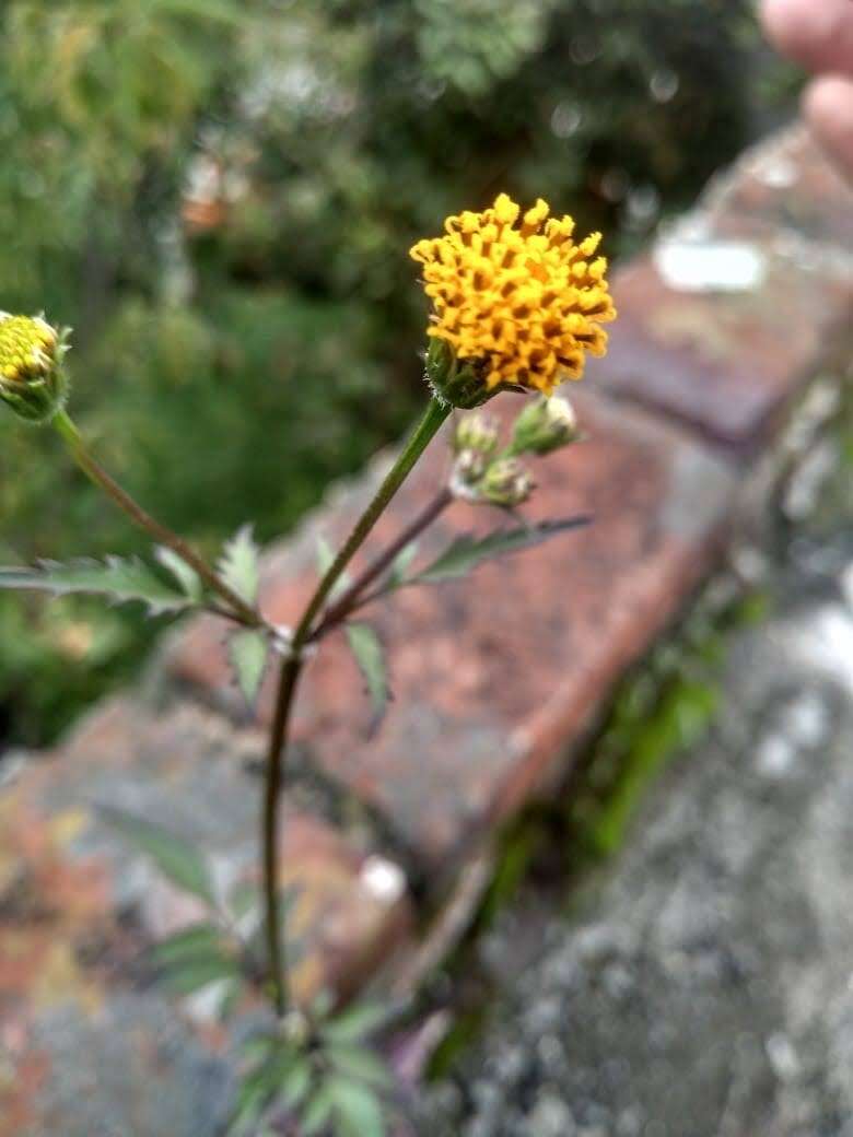 Image of <i>Bidens <i>pilosa</i></i> var. pilosa