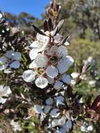 Image of Leptospermum turbinatum J. Thompson