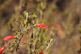 صورة Eremophila glabra (R. Br.) Ostenf.