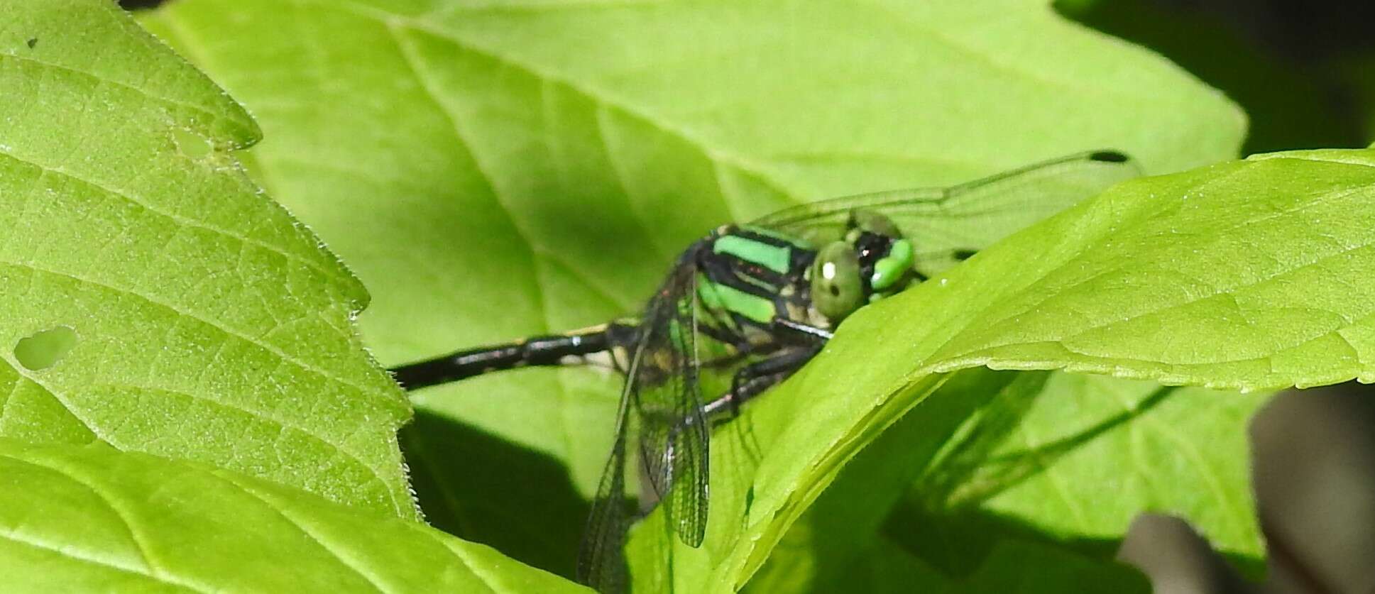 صورة Ophiogomphus anomalus Harvey 1898