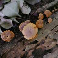 Image of Gymnopilus dilepis (Berk. & Broome) Singer 1951