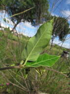 Image de Oxypetalum appendiculatum Mart.