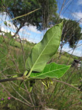 Image of Oxypetalum appendiculatum Mart.