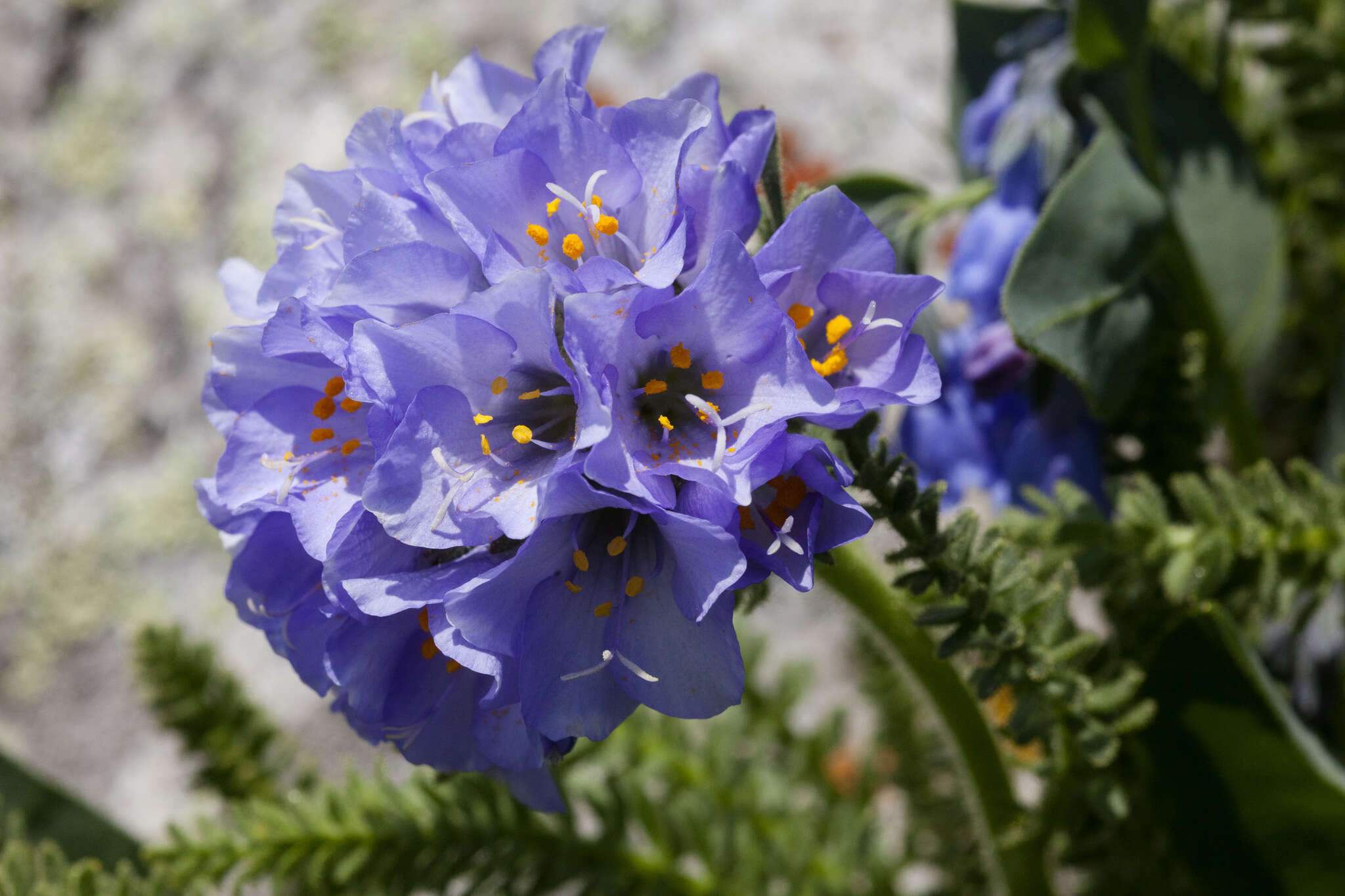 Image of Rocky Mountain Jacob's-ladder