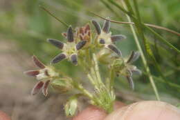 Image of Anisotoma pedunculata N. E. Br.