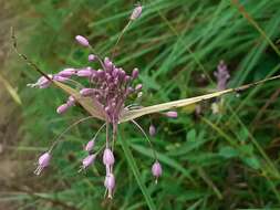 Image of Allium carinatum subsp. pulchellum (G. Don) Bonnier & Layens