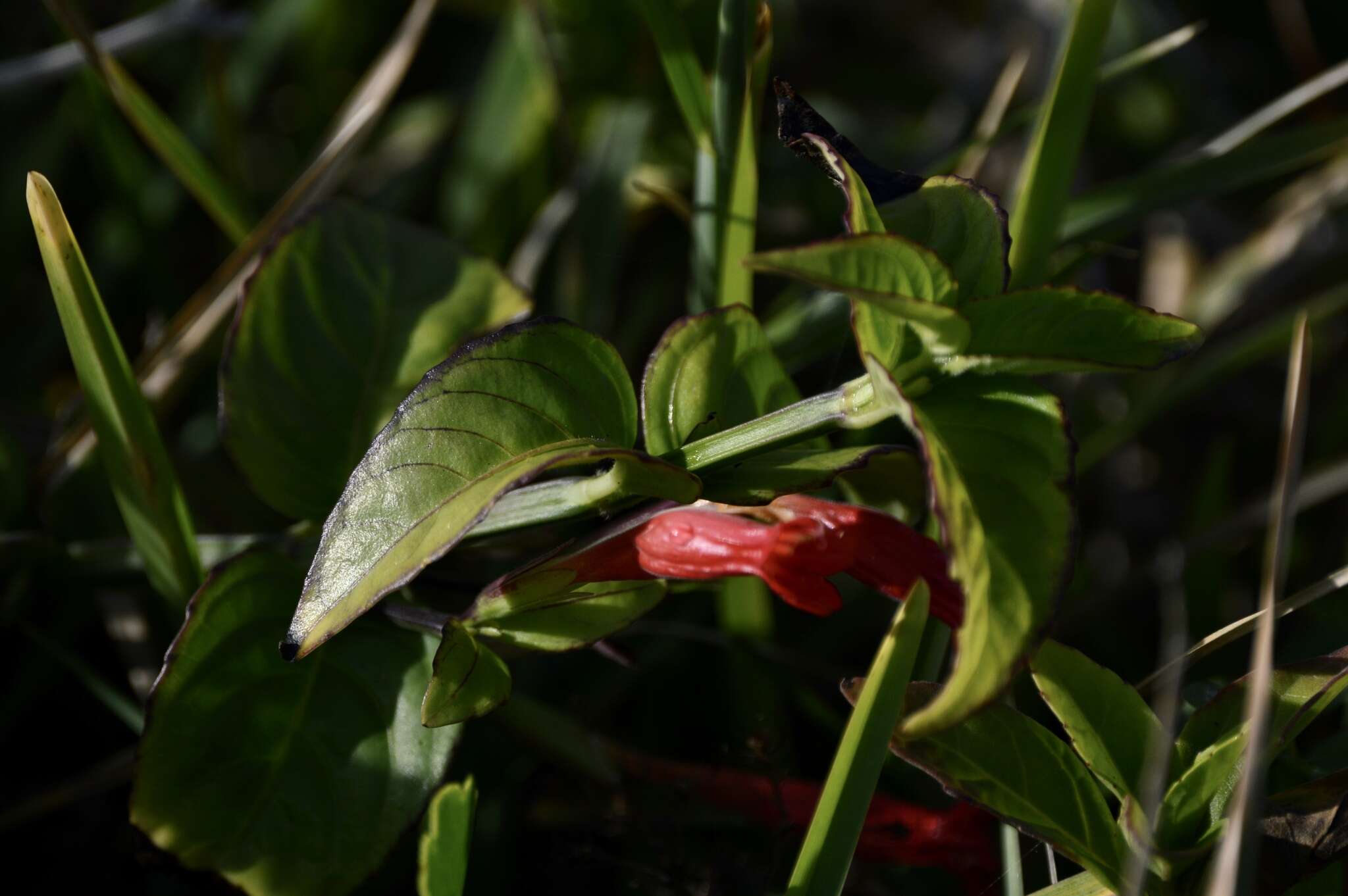 Image of Ruellia angustiflora (Nees) Lindau