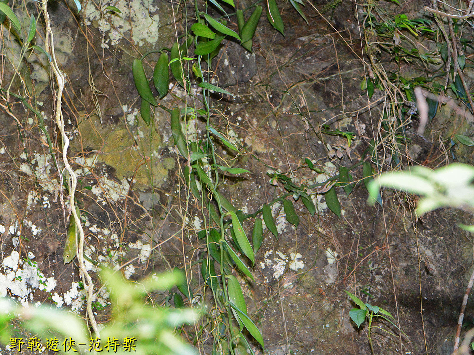 Image of Vanilla somae Hayata