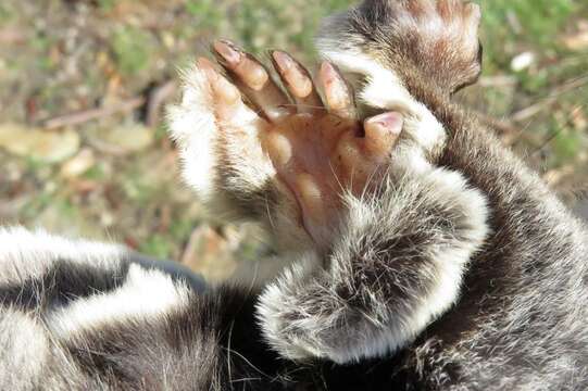 Image of Sugar Glider