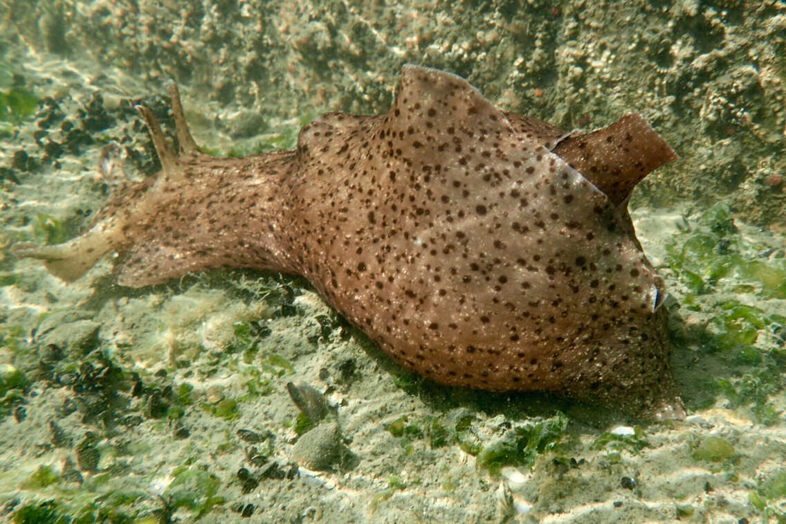 Aplysia californica J. G. Cooper 1863 resmi