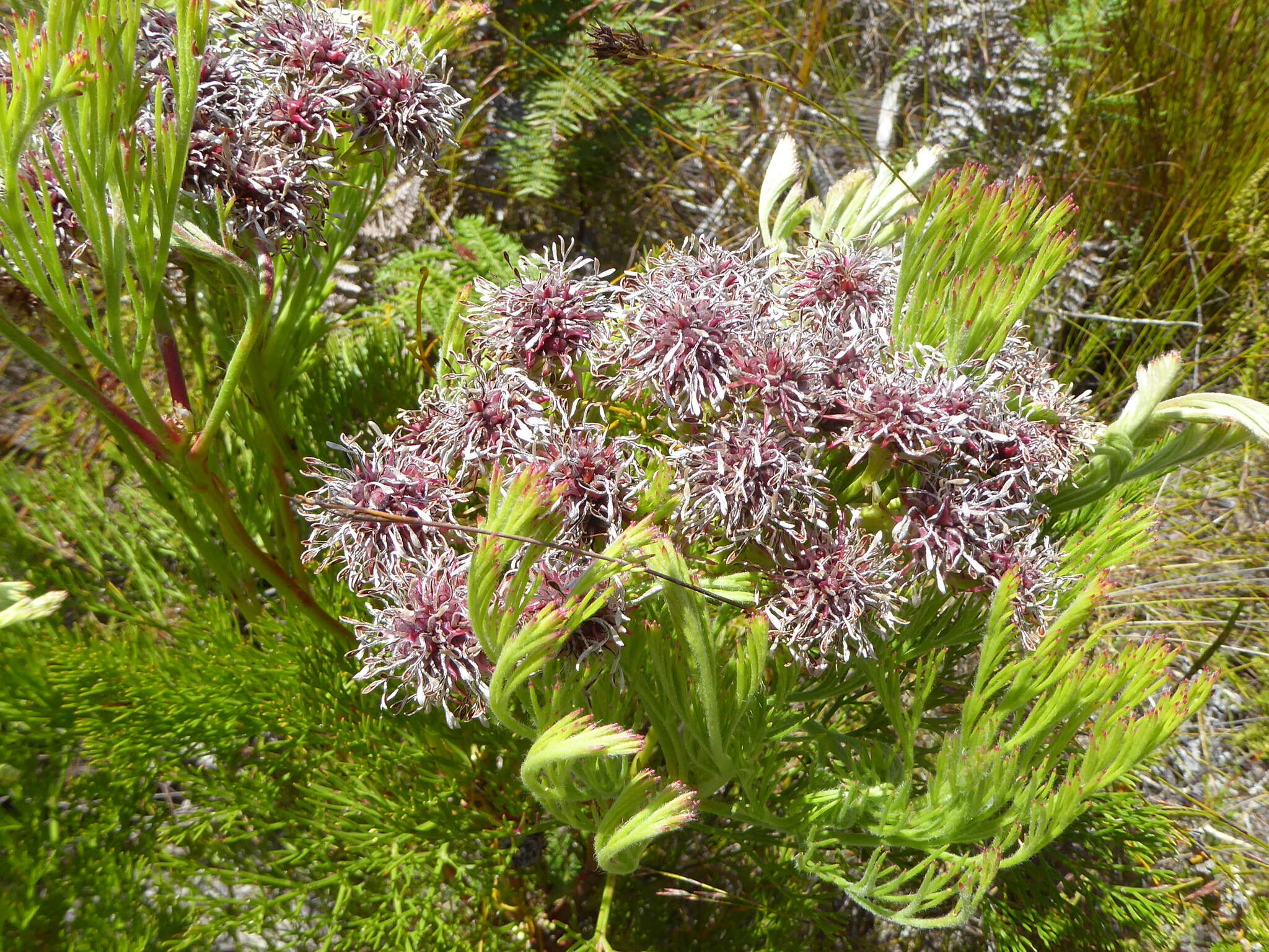 Sivun Serruria elongata (Berg.) R. Br. kuva