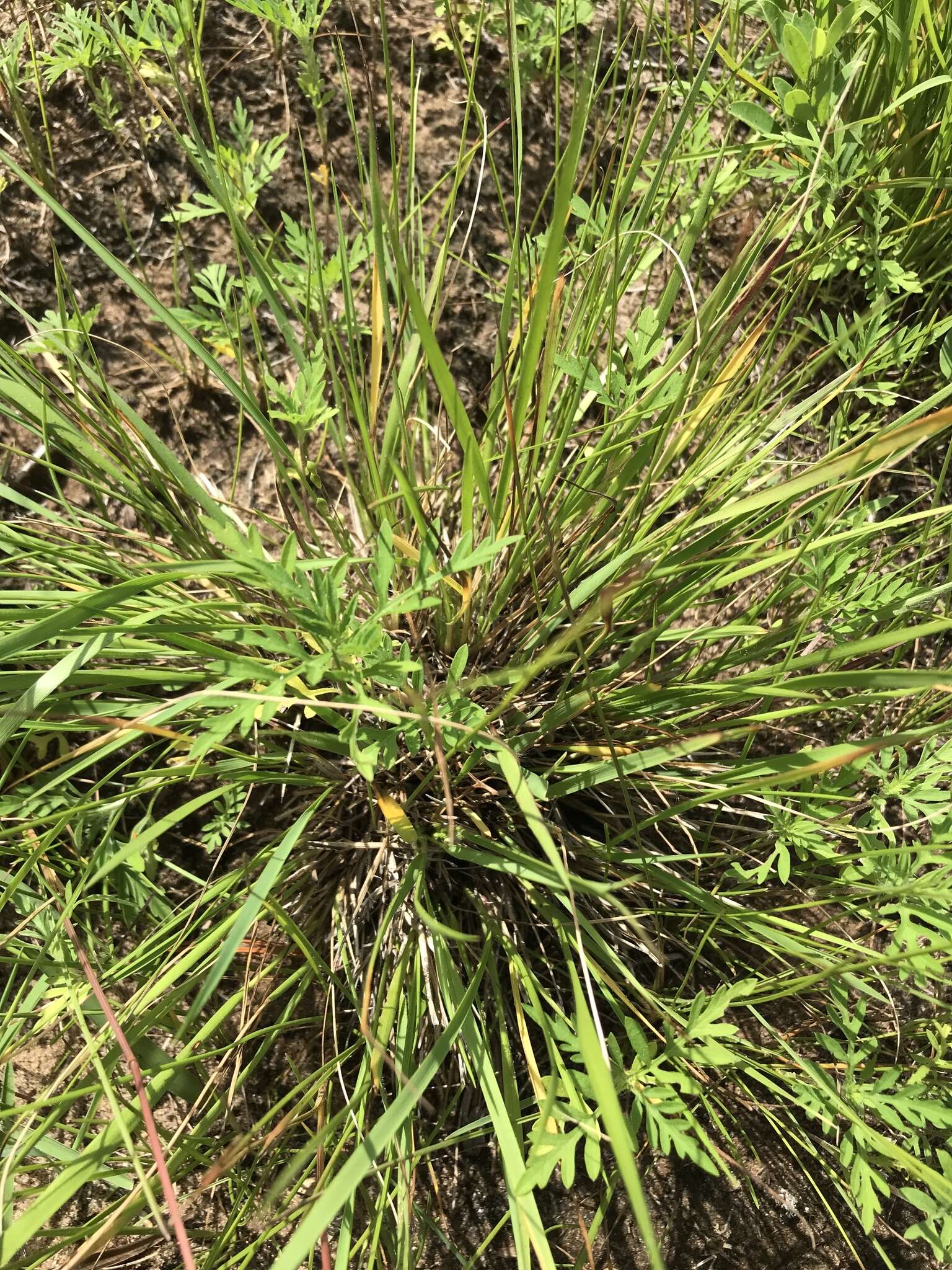 Panicum linearifolium Scribn. resmi