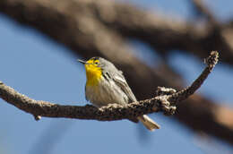 Image of Grace's Warbler