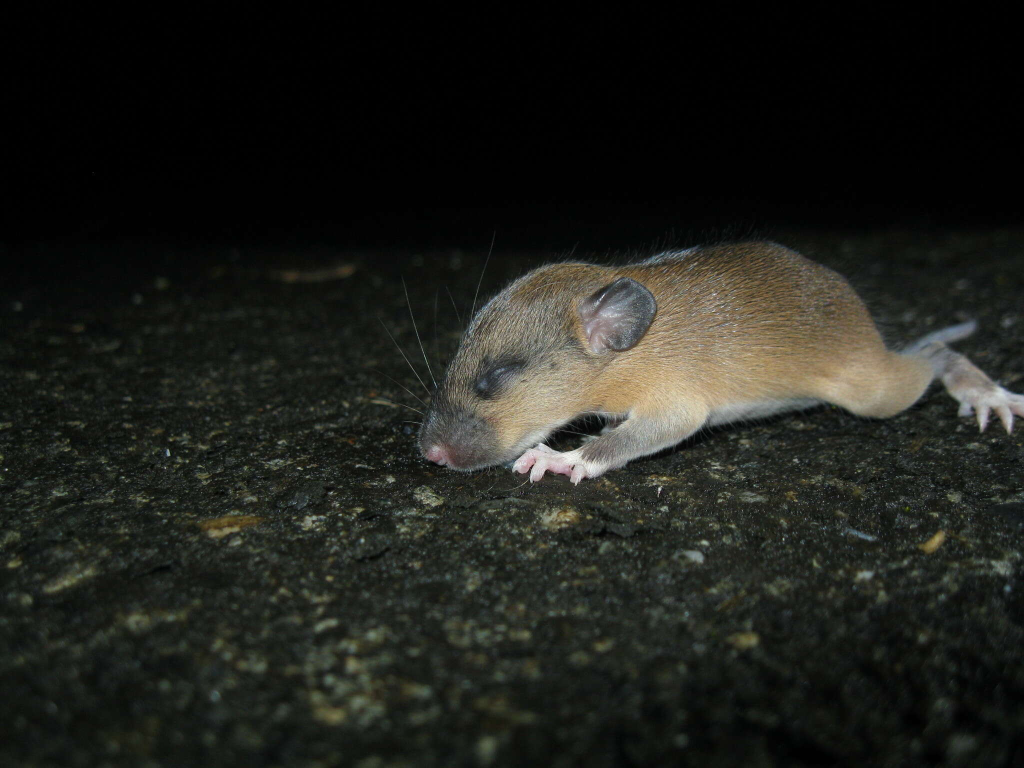 Image of Coxing's White-bellied Rat